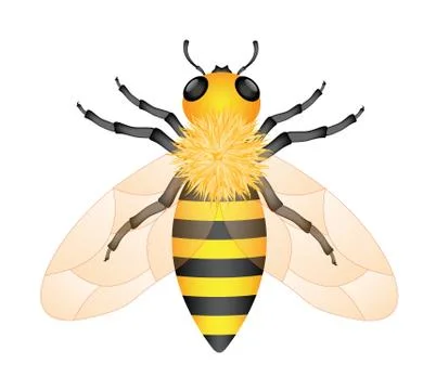 Honey bee Stock Illustration