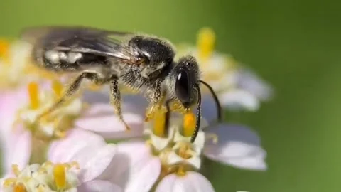 Honey bee insect cinematic Stock Footage 276898424