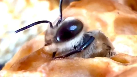 Honey bee insect cinematic Stock Footage 276898574