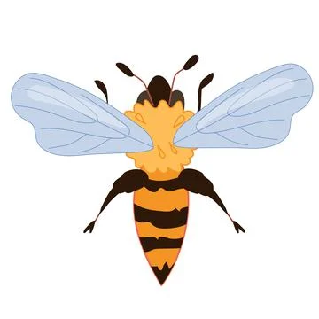 Honey Bee insect flat vector illustration isolated on white background. Stock Illustration