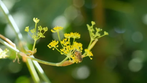 Honey bee insect fly while collect pollen over wild fennel flowers,4k slowmotion Video stock 253194097