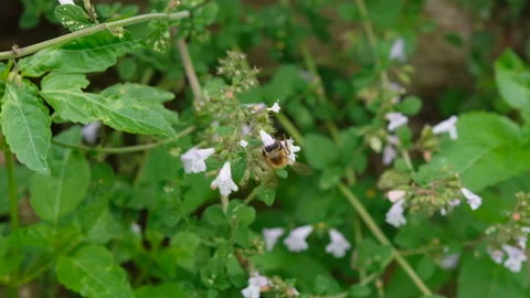 Honey bee insect flying while collect pollen over flowers,animal 4k slowmotion Stock Footage 219415741