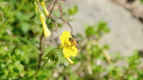 Honey bee insect flying while collect pollen over spring flowers,4k slowmotion Stock Footage 235544561