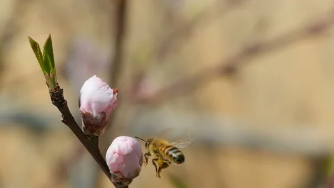 Honey bee insect flying while collect pollen from peach flowers,slowmotion Stock Footage 237429278