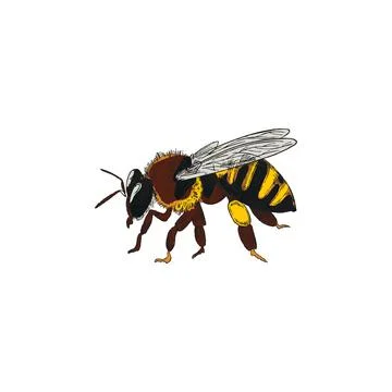 Honey bee insect, hand drawn sketch style vector illustration isolated. Stock Illustration