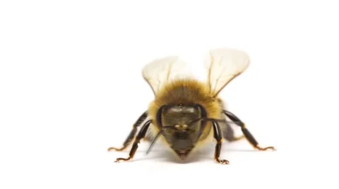 Honey bee insect isolated on white background macro close up Stock Footage 50332894