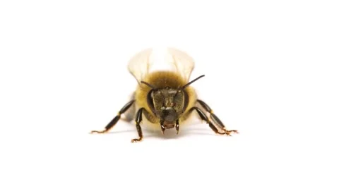 Honey bee insect isolated on white background macro close up 스톡 동영상 50378434