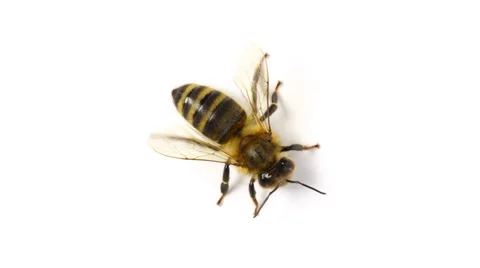 Honey bee insect isolated on white background macro close up top wiev Stock Footage
