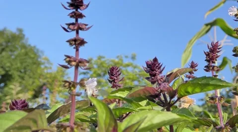 Honey bee Insect Pollinate A Basil Spice Herb Flower. Slow Motion Stock Footage 216149585