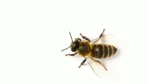 Honey bee insect on white background Stock Footage 127842400