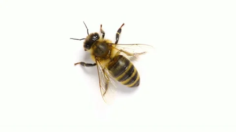 Honey bee insect on white background 스톡 동영상 133033464