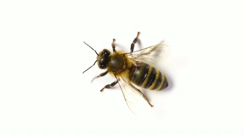 Honey bee insect on white background Stock Footage 133033493