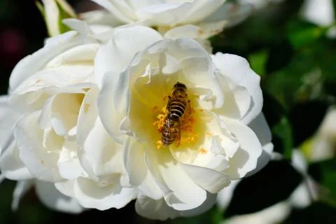 Honey bee inside white rose flower Stock Photos