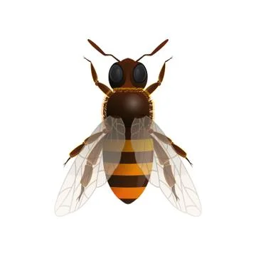 Honey bee isolated vector icon Stock Illustration