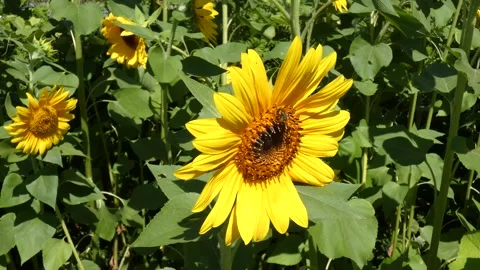 Honey bee keeps pollinating, and warm wind shakes the sunflower, 4k Stock Footage 313729116