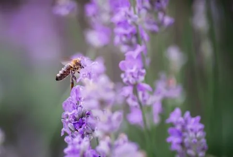 Honey bee knocking down nectar from purple lavender flowers in summer in field 스톡 사진
