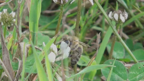 A Honey Bee In Lakeside Grass Stock Footage 133511779