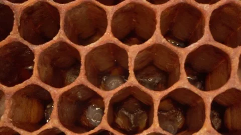 Honey bee larvae in open cells macro, Bee Brood, Honeybee Brood. The Larval and Video stock 219763300