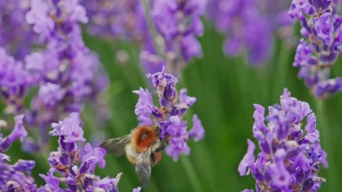 Honey Bee on a lavender flower Vídeo Stock 147140566