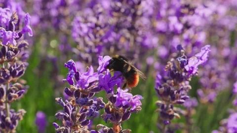 Honey Bee on a lavender flower Vídeo Stock 150166189