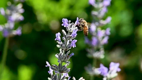 Honey Bee on Lavender 库存影片 289487526