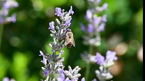 Honey Bee on Lavender Stock Footage 289487609