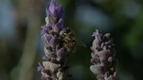 Honey Bee on Lavender, Macro 4K Stock Footage 196527199