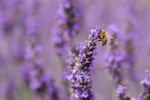 Honey Bee on Lavender Stock Photos