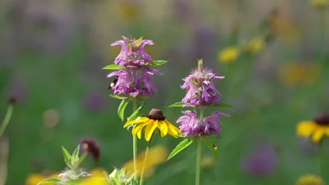 Honey Bee on Lemon bee-balm Stock Footage 311530215