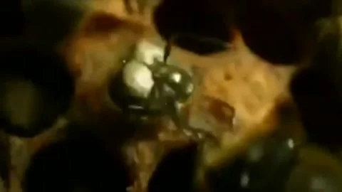 Honey bee life Stock Footage 202197952