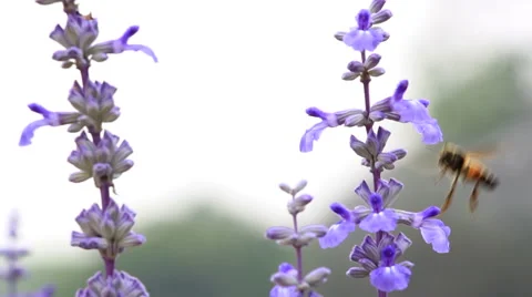 Honey Bee in Light Background Stockbeeldmateriaal 51828100