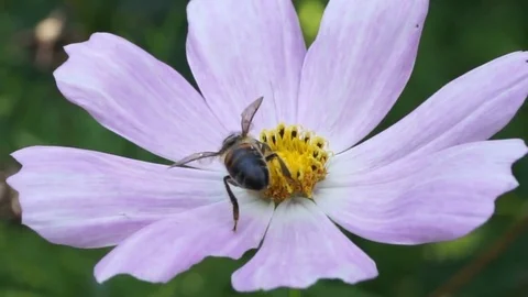 Honey bee on light pink flower Stock Footage 83433720
