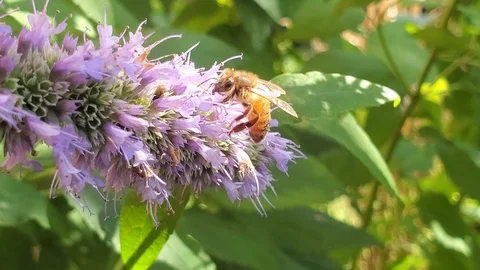 Honey Bee Looking For Nectar in a Flower Video stock 115807470