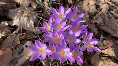 Honey bee looking for poles in a crocus meadow 스톡 동영상 149678300