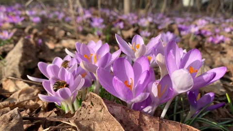 Honey bee looking for poles in a crocus meadow Vídeo Stock 149679262