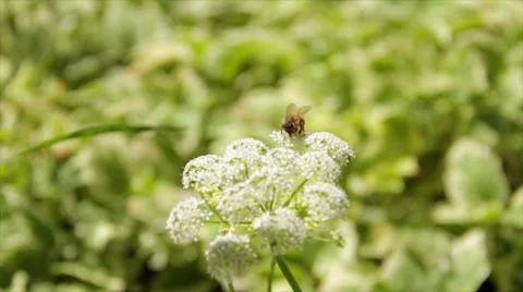 Honey Bee Macro 2 動画素材 38891439