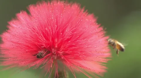 Honey Bee Macro 240 fps lands on red flower Stock-Footage 15935377