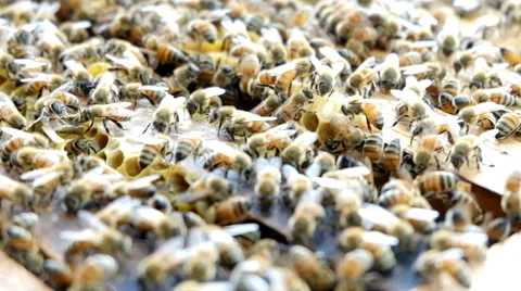 Honey bee macro Stock Footage 64412608