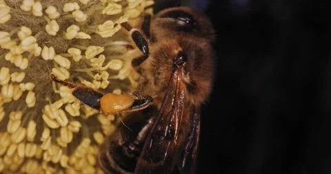 Honey Bee Macro Harvesting Pollen Hovering Flower Slow Motion 8K Red Vídeo Stock 135624072