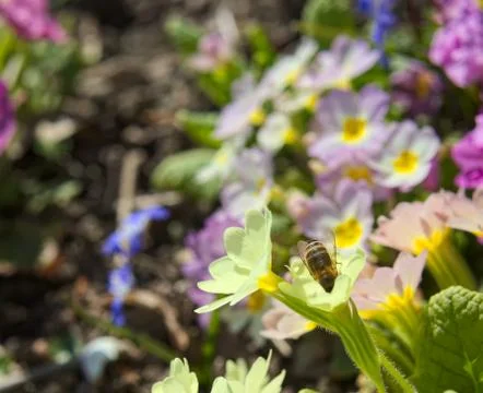 Honey bee macro Foto stock