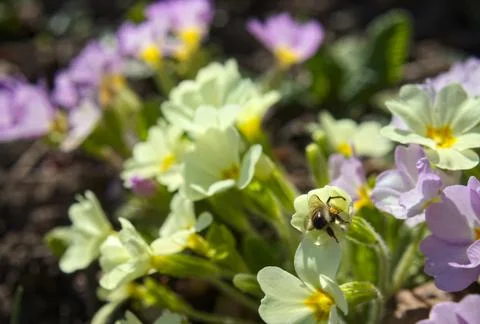 Honey bee macro Foto stock