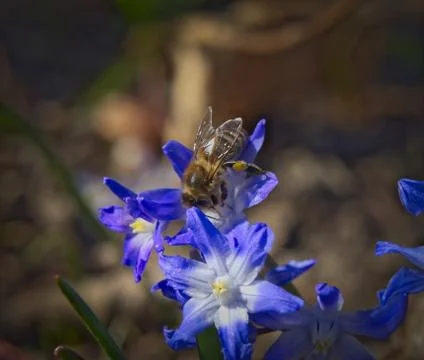 Honey bee macro Stock Photos