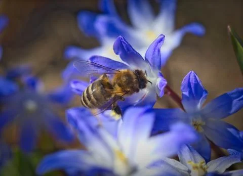 Honey bee macro Stock-Fotos