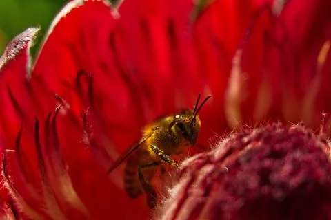 Honey Bee Macro Stock Photos