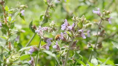 Honey bee macro while collect pollen on spring flower,animal insect wildlife Stock Footage 189965635
