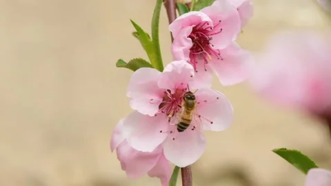 Honey bee macro while collect pollen on peach flower head,animal insect wildlife Stock Footage 193720889