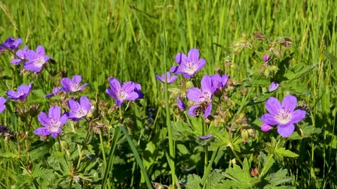 A Honey Bee on a Meadow geranium (Geranium pratense) flower Stock Footage 129898133