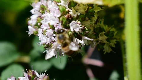 Honey Bee on mint blossoms Stock Footage 170968673