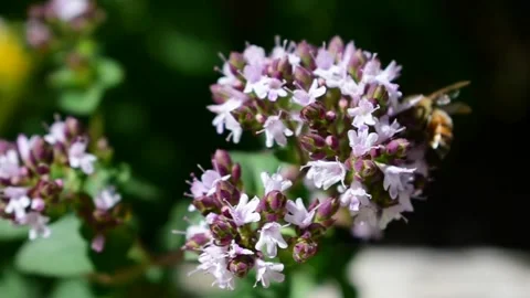 Honey Bee on mint blossoms Stock Footage 170968772