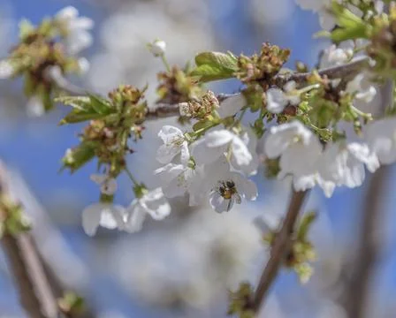 Honey bee missing concept or disappearing bees message sign as an agriculture Stock Photos